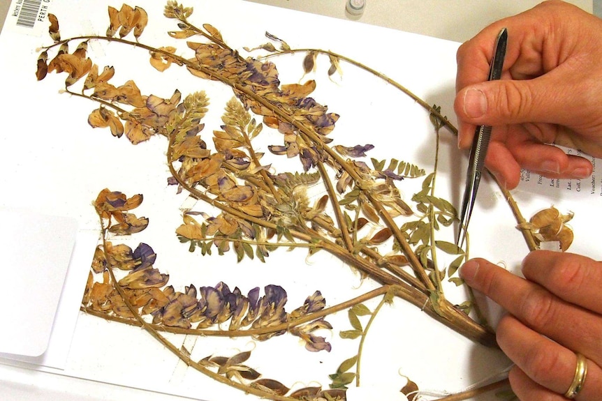 A pressed plant at the WA Herbarium