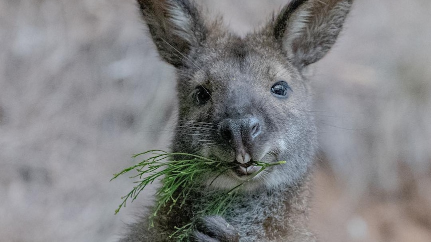 A wallaby looks into the camera while eating a plant.
