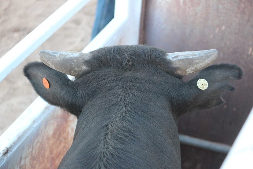 A bull waits in the chutes at Carrieton Rodeo.