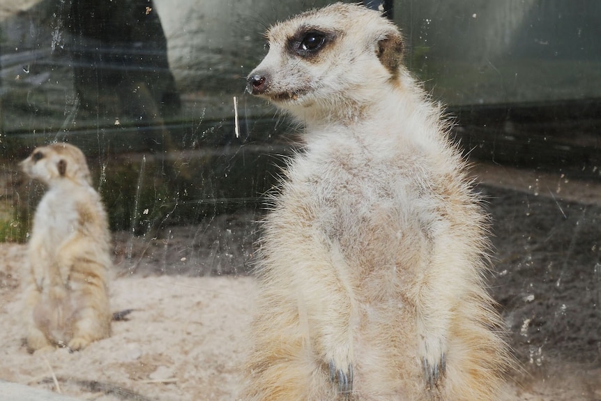 Two meerkats standing up tall on alert, look out through a glass fronted enclosure.