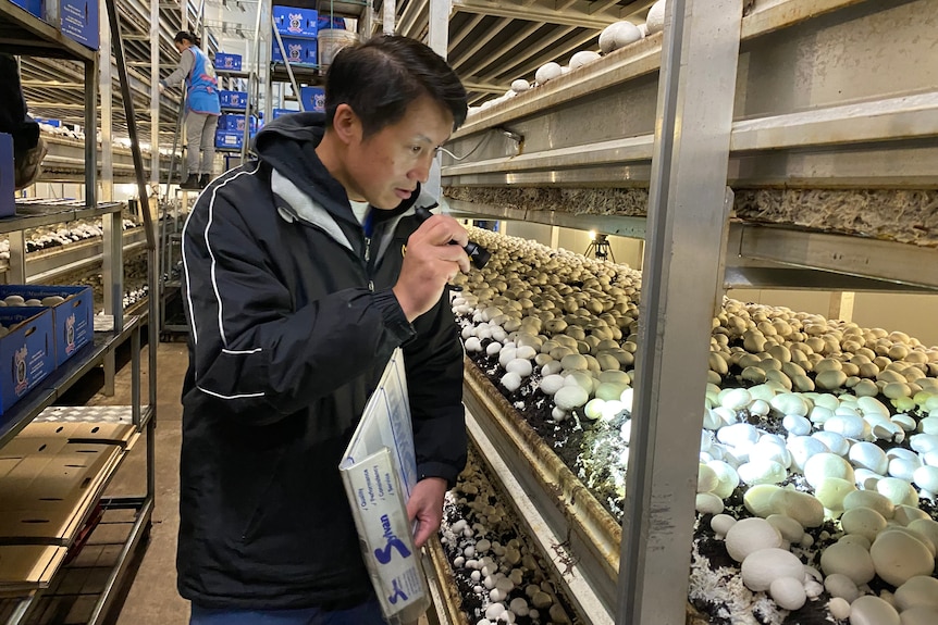 Ian Chu inspecting mushrooms