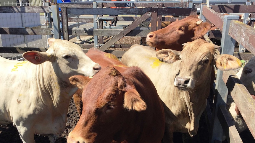 Three pens of cattle went under the hammer for charity this morning at Toowoomba's local sale on the Darling Downs to aid a helicopter rescue service and in memory of a toddler who died after an accident.