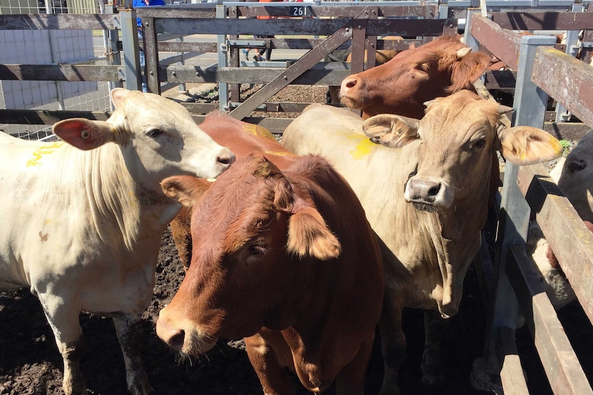 Three pens of cattle went under the hammer for charity this morning at Toowoomba's local sale on the Darling Downs to aid a helicopter rescue service and in memory of a toddler who died after an accident.