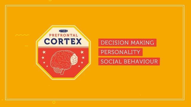 Drawing of brain with text 'The Prefrontal Cortex', text beside reads "Decision making, personality, social behaviour"