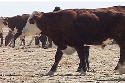 Looking for feed: cattle in the Queensland channel country