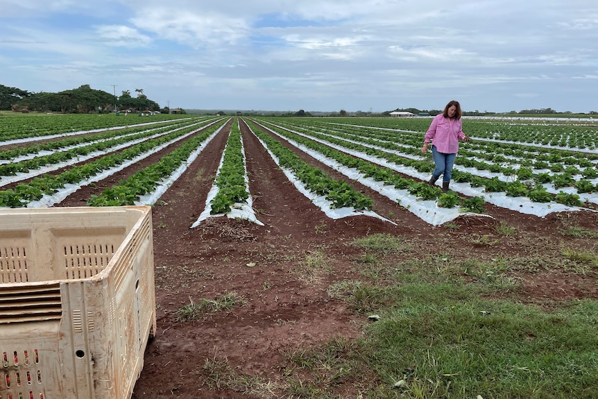 Photo of strawberry field.