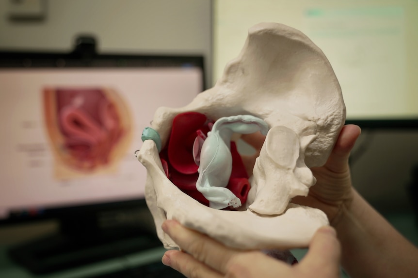 A pair of hands hold a medical model of a pelvis