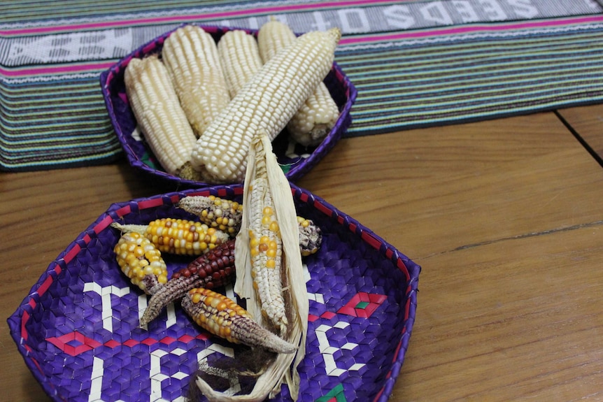 Two trays of corn, one white full ear of corn and the other colourful but small corn cobs