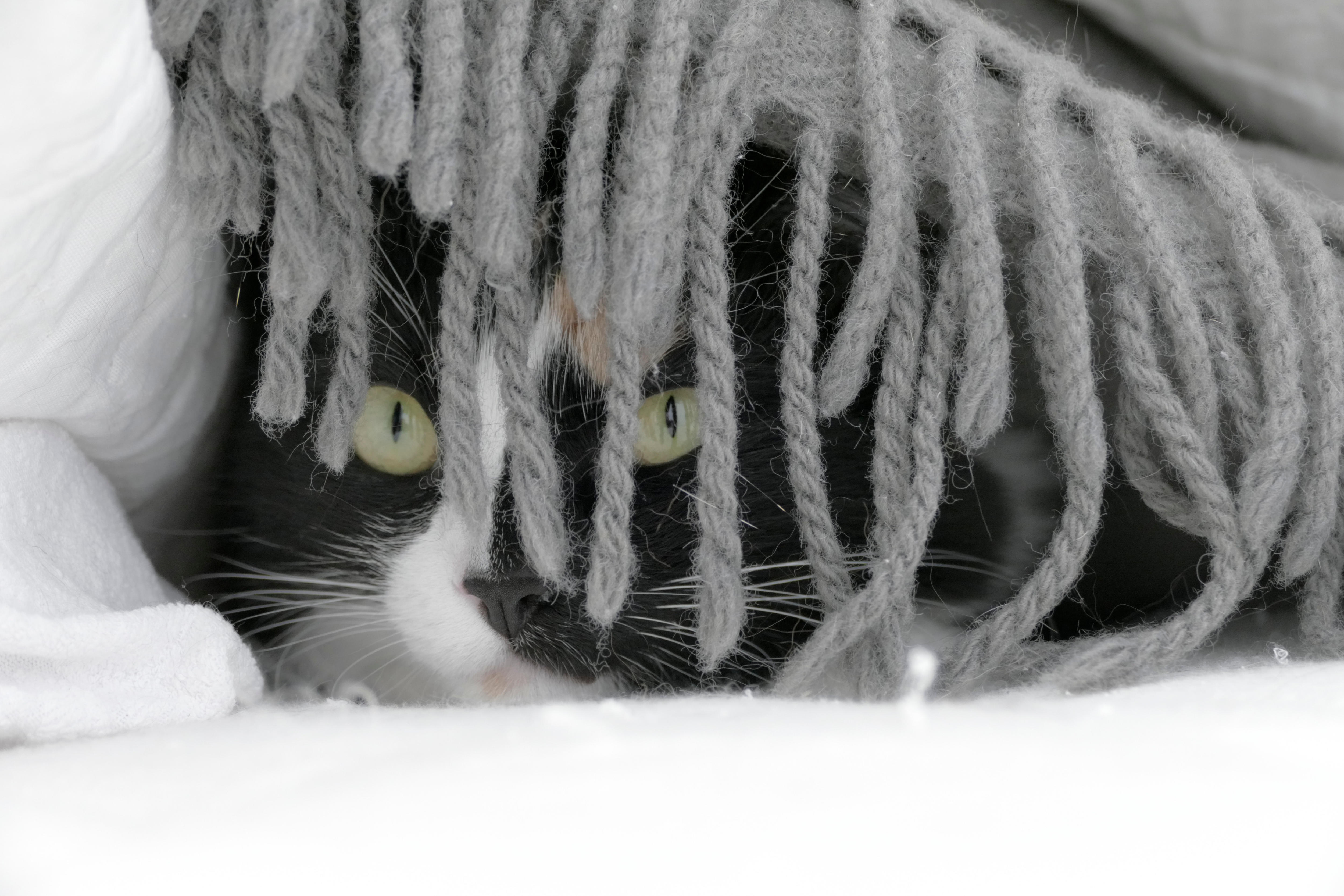 A black and white cat laying under a throw that has tassles