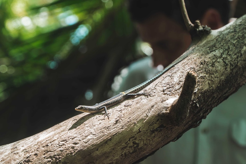 A critically endangered blue-tailed skink sits on a log on Christmas Island.