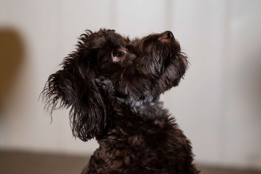 A dark coloured dog looks upwards with its head turned from the camera.