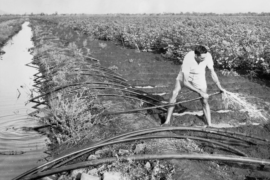 Irrigating cotton crops on the Ord River in the late 1960s