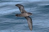 A grey and black bird flies with wings outstretched above seawater.