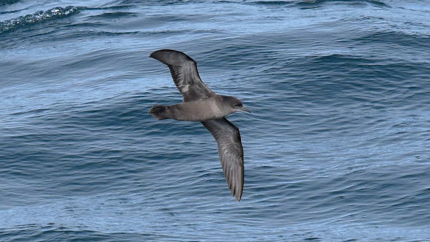 A mutton bird flying at sea