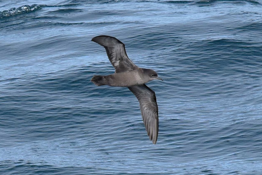 A mutton bird flying at sea