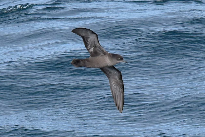 A grey and black bird flies with wings outstretched above seawater.