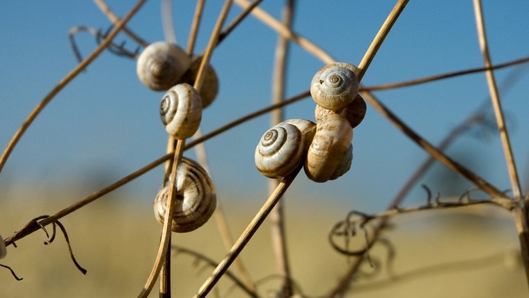Snails climb a fragile branch.