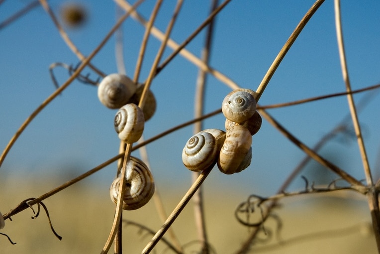 Snails can devastate grain crops