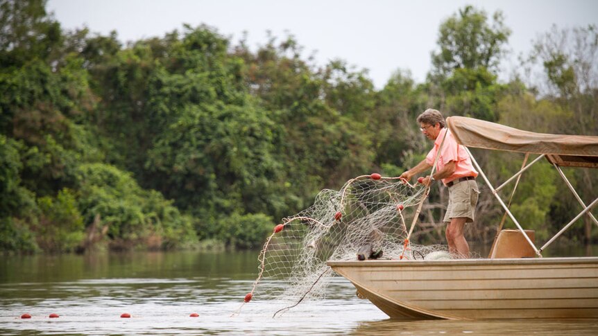 Professor Tim M. Berra sets a gill net in the Adelaide River for Nurseryfish.