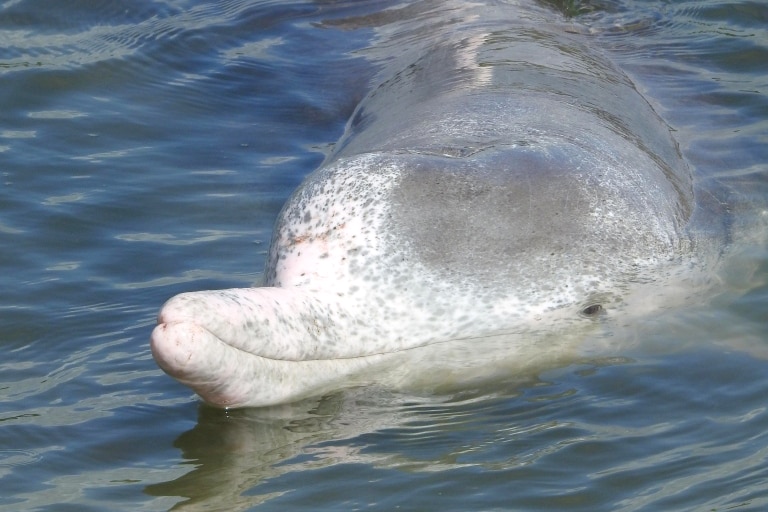 A dolphin with its nose sticking out of the water
