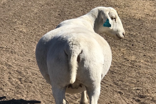 A pregnant white dorper ewe stands in a paddock.