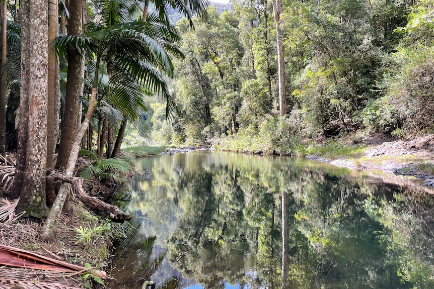 A serene lake amongst trees