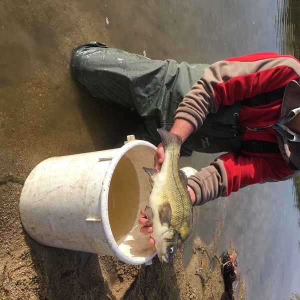 A man holding a fish above a bucket