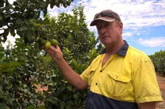 Citrus grower Mark Doecke in his lemon orchard