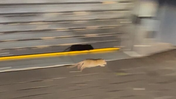 A slightly blurry image of a large brown rat, running across a brick path.