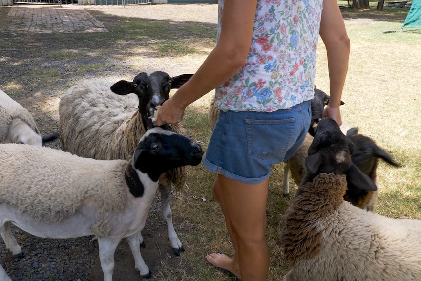 A woman's hands feeding several sheep outside as they gather around her legs