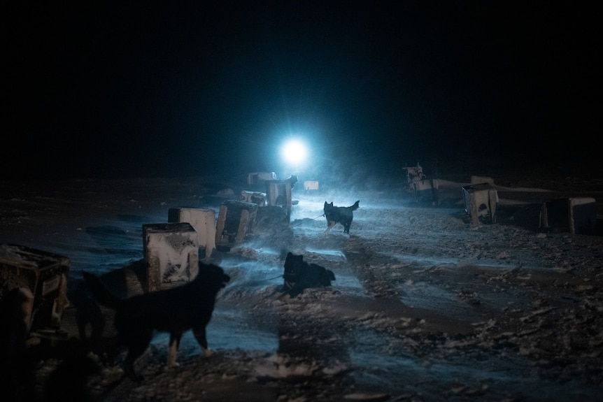 A row of dogs outside their shelters is seen in the headlights in the dark