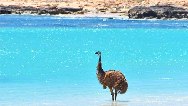 Large, long-legged bird stands in bright blue water