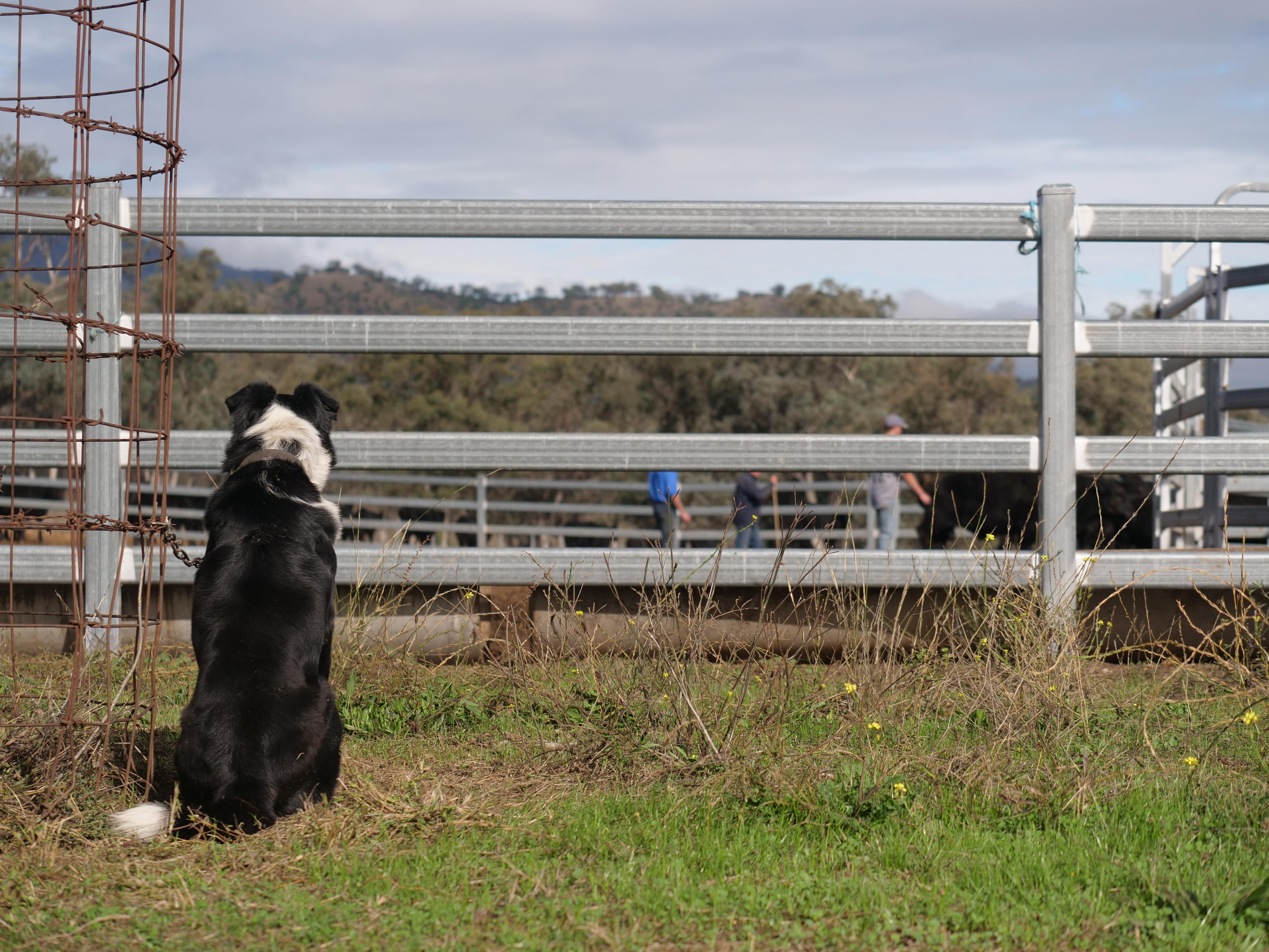 A black and white dog sits in green grass looking at cattle in yards
