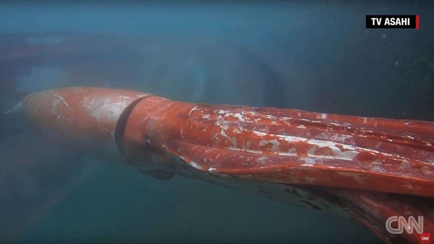 Japan's giant squid