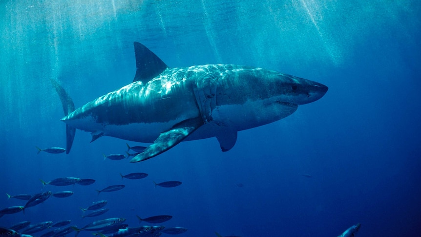 A Great White shark swims through a school of Mackerel