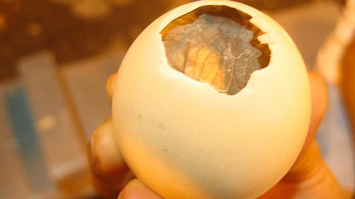 A cooked fertilised duck egg with a partially cracked shell