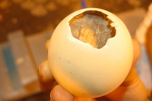 A cooked fertilised duck egg with a partially cracked shell