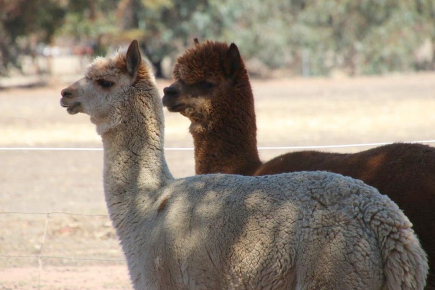 Alpaca general