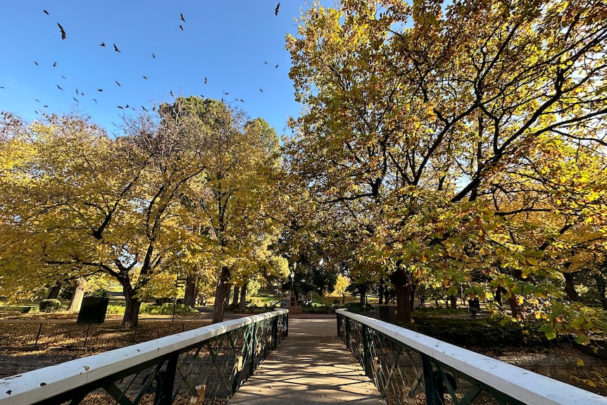 Grey-headed flying foxes in the sky over an autumnal park, viewed from a bridge