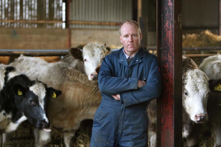 a farmer leans against a steel pole inside a barn surrounded by cattle