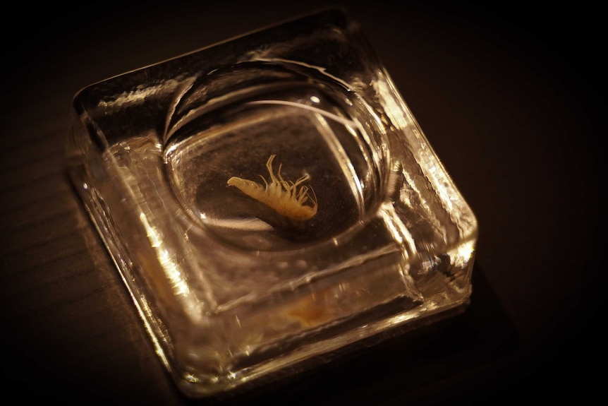 A bug on a tiny glass plate