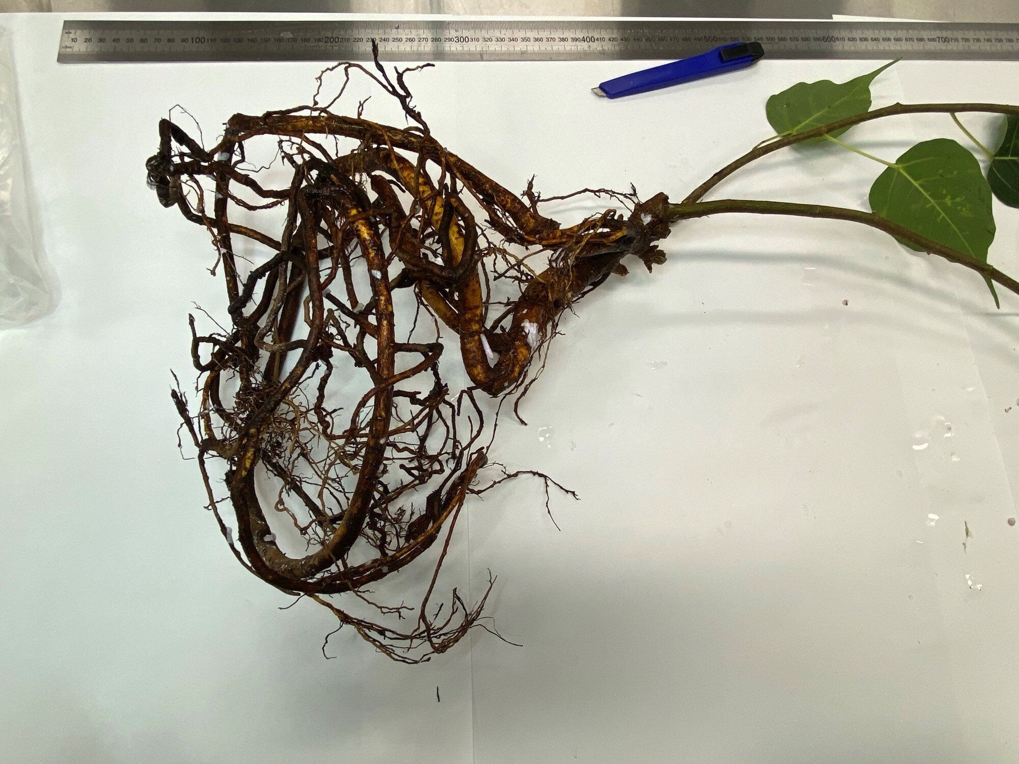The bare roots of a tree sapling lying on a white bench. They look healthy and hairy.