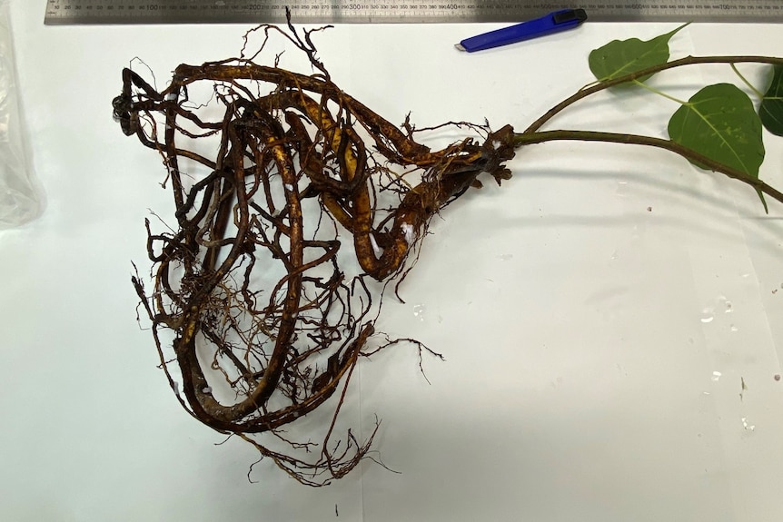 The bare roots of a tree sapling lying on a white bench. They look healthy and hairy.