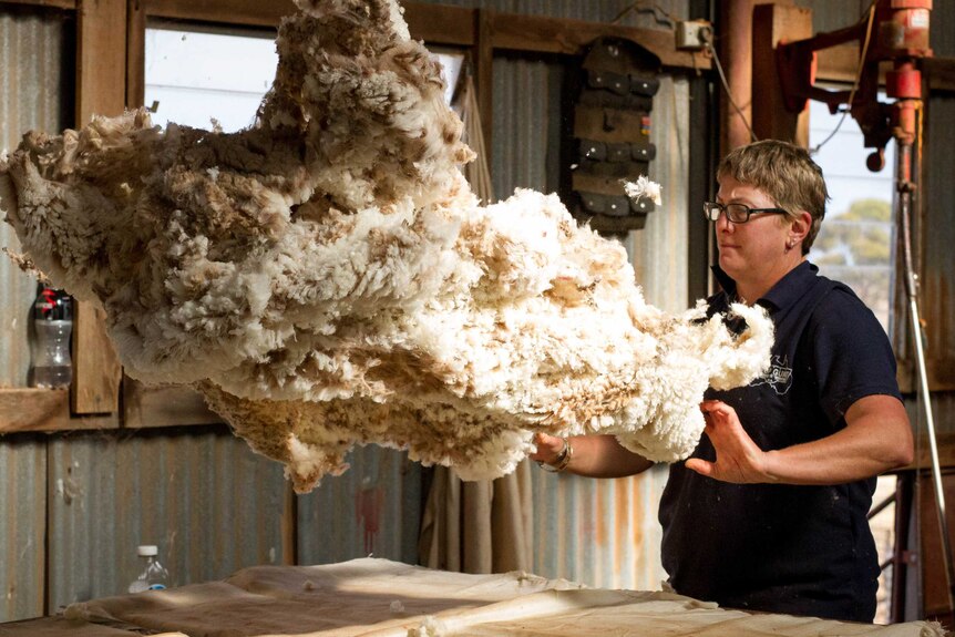 Maree Smith, throwing a fleece across the wool classing table in a shearing shed north of Esperance.