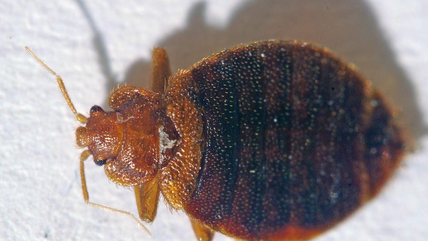 Close up of a bed bug