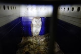Owl sits inside a locked cage