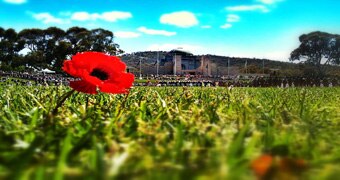 Commemoration poppy