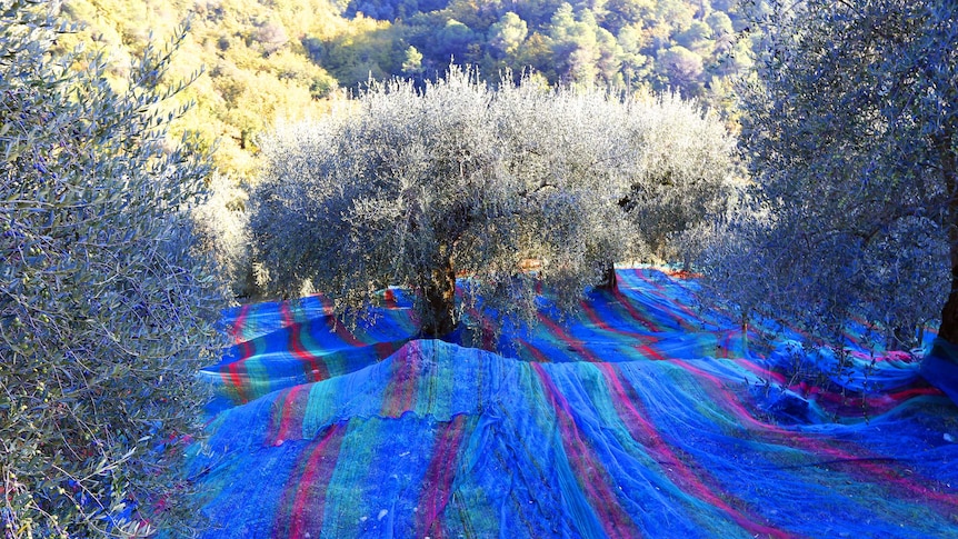 Olive grove in bloom