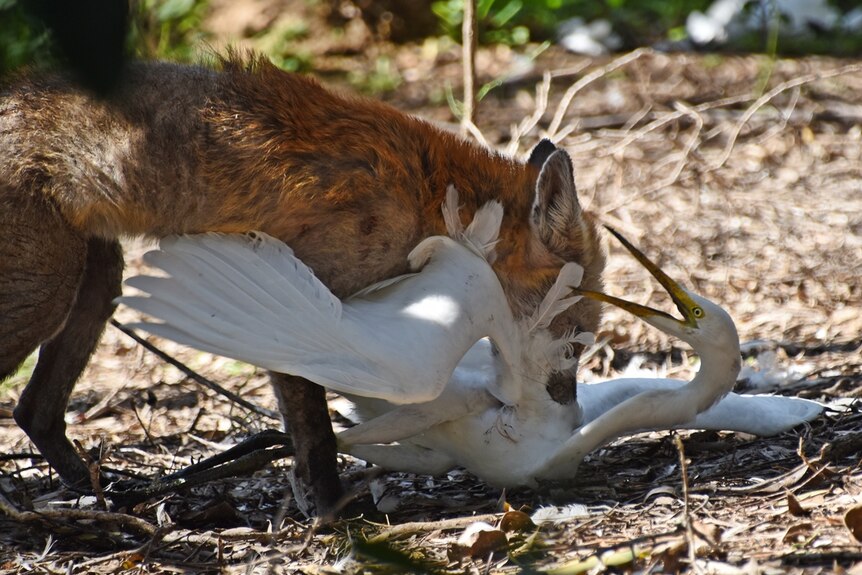 A fox eating a freshly caught white egret