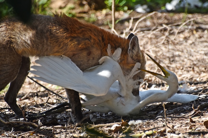 A fox attacks an egret
